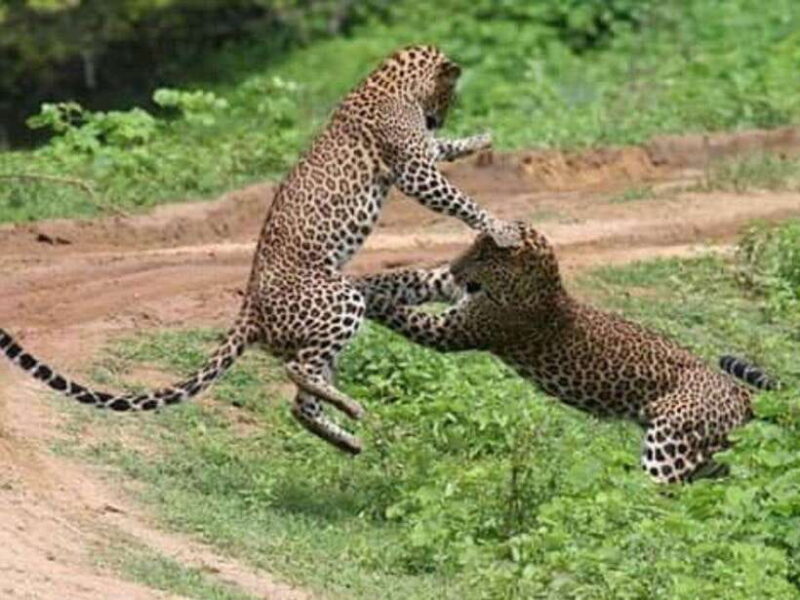 From Ella: 2-Day Yala Park Safari with Arugam Bay Drop-off - From Ella: 2-Day Yala Park Safari with Arugam Bay Drop-off