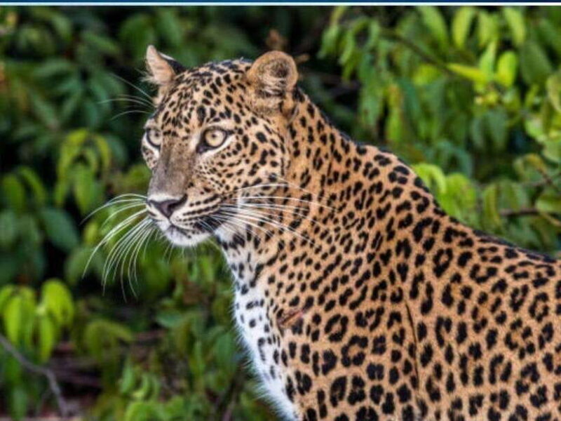 From Ella: 2-Day Yala Park Safari with Arugam Bay Drop-off - What Travelers Say