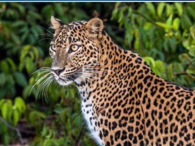 From Ella: 2-Day Yala Park Safari with Arugam Bay Drop-off - FAQ