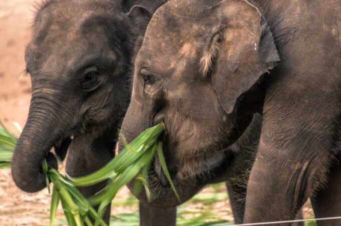 From ELLA: Drop off AHUNGALLA/BENTOTA & YALA Safari Tour - Payment Options
