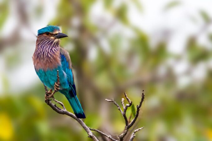 From ELLA: Drop off AHUNGALLA/BENTOTA & YALA Safari Tour - Frequently Asked Questions