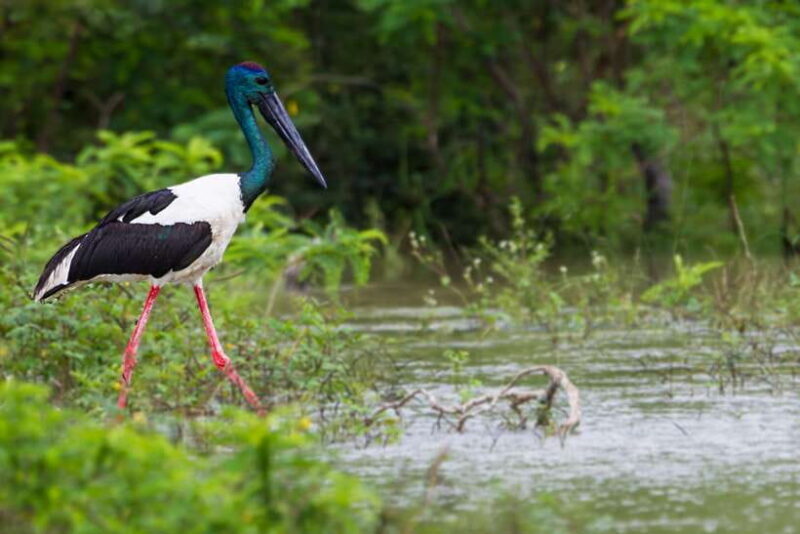 From Ella: Shuttle to Tangalle/Hiriketiya with Yala Safari - Authentic Encounters and What You Should Know