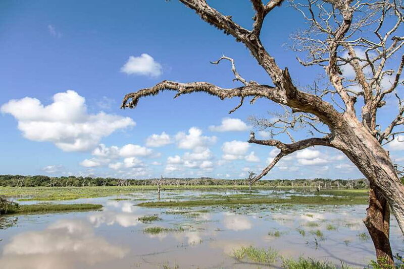 From Ella: Shuttle to Tangalle/Hiriketiya with Yala Safari - Final Thoughts