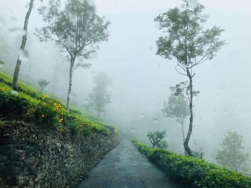 From Ella: Tea Adventure in Haputale with Village Lunch - A Closer Look at the Tour Experience