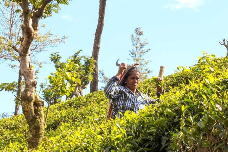 From Ella: Tea Adventure in Haputale with Village Lunch - FAQ