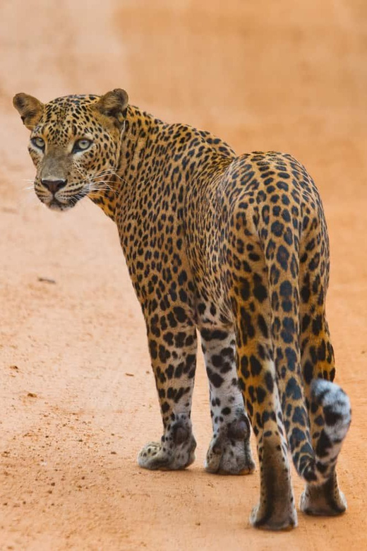 From ELLA to ARUGAM-BAY Transfer With YALA Safari Tour - Tour Overview and Pricing