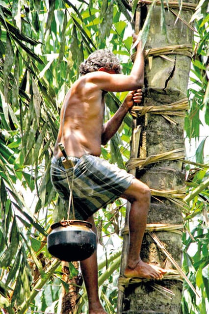 From Ella : Toddy (Kithul Raa) Experience in Ellas Village - Itinerary and Schedule