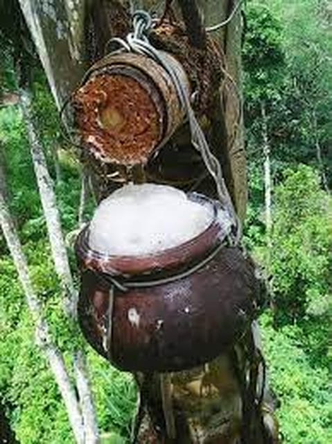 From Ella : Toddy (Kithul Raa) Experience in Ellas Village - Hands-on Toddy Experience