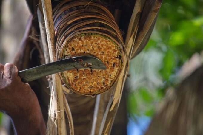 From Ella : Toddy (Kithul Raa) Experience in Ellas Village - Refreshments and Local Snacks