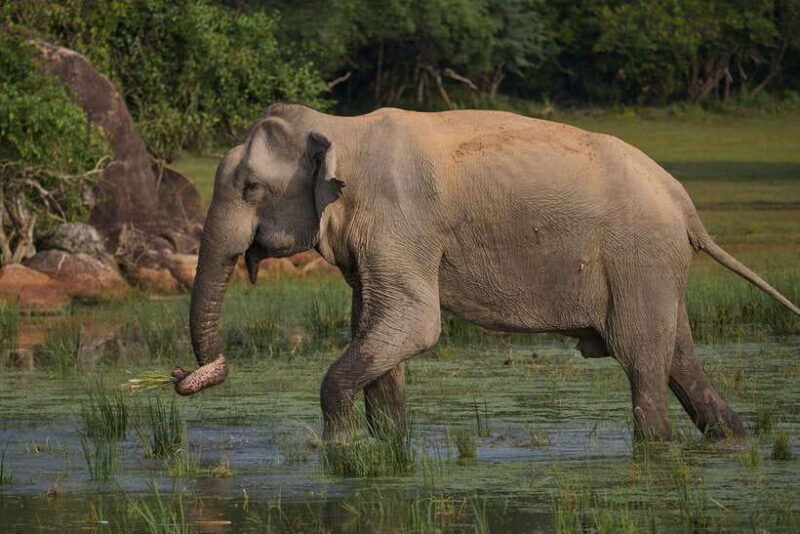 From Ella : Udawalawa Safari & Drop Tangalle/ Mirissa/ Galle - Authentic Experiences and Authenticity