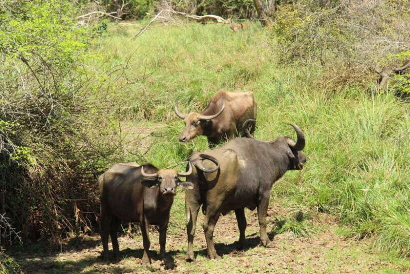 From Ella : Udawalawa Safari & Drop Tangalle/ Mirissa/ Galle - FAQs