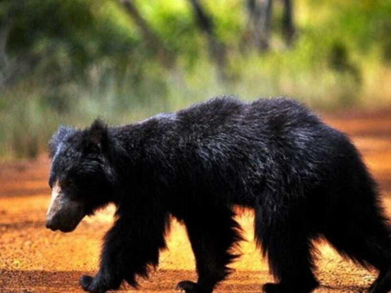 From Ella: Udawalawe & Yala National Parks 2-Day Tour - FAQ