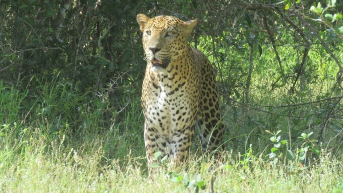 From Ella : Yala National Park 4*4 Leopard Safari Tour - Pickup and Drop-off Locations