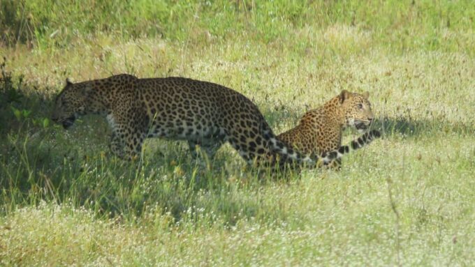 From Ella : Yala National Park 4*4 Leopard Safari Tour - Wildlife and Scenic Experiences
