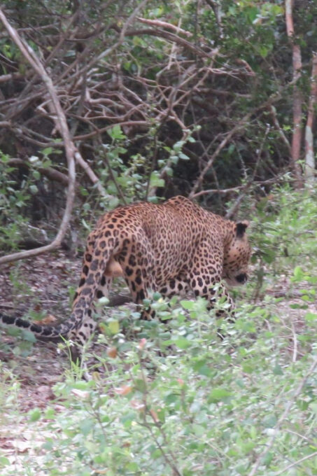 From Ella : Yala National Park 4*4 Leopard Safari Tour - Frequently Asked Questions