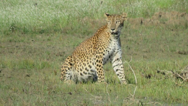 From Ella - Yala National Park Leopard Safari 4*4 Tour - Safari Experience and Itinerary