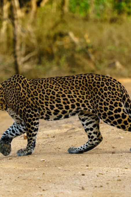 From Ella - Yala National Park Leopard Safari 4*4 Tour - Booking and Reservation