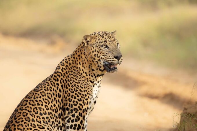From Ella - Yala National Park Leopard Safari 4*4 Tour - Cancellation and Refund Policy