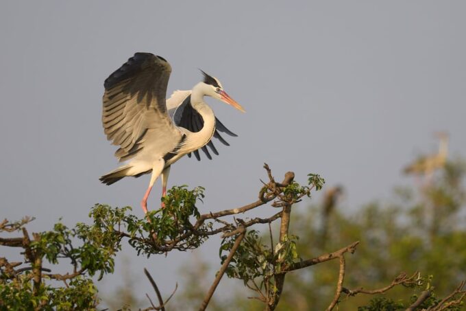 From Ella - Yala National Park Leopard Safari 4*4 Tour - Contact and Customer Support