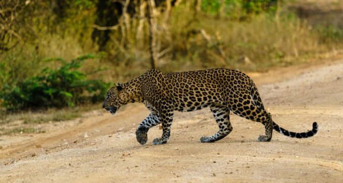 From Ella - Yala National Park Leopard Safari 4*4 Tour - Frequently Asked Questions