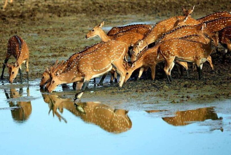 From Ella: Yala National Park Safari and Drop in Ella - Frequently Asked Questions