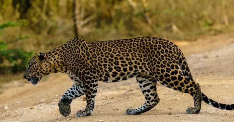 From Ella : Yala National Park Safari & Dropoff in Arugambay - Pickup and Drop-off Locations