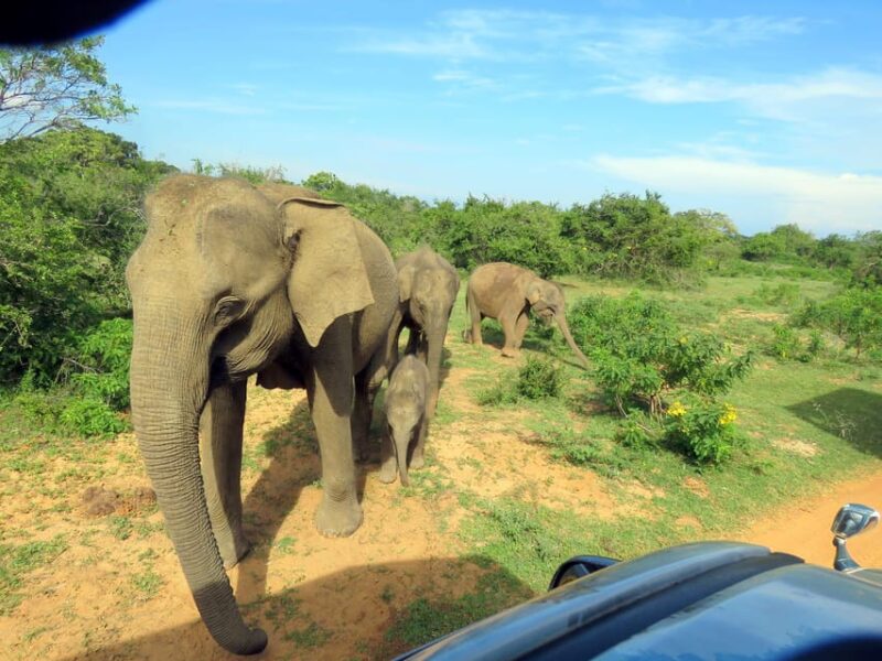 From Ella: Yala National Park Thrilling 4x4 Safari Adventure - Important Information