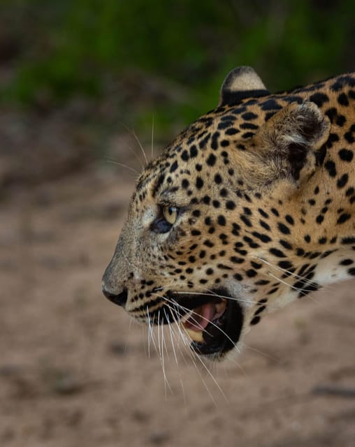 From Ella: Yala National Park Thrilling 4x4 Safari Adventure - Pickup and Drop-off Locations