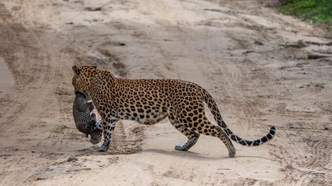 From Ella: Yala National Park Thrilling 4x4 Safari Adventure - Frequently Asked Questions
