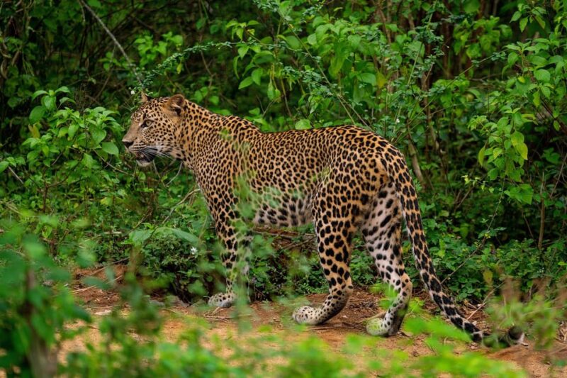 From Ella - Yala Safari - Drop-off : Galle/Mirissa/Hikkaduwa - Pricing and Availability Details