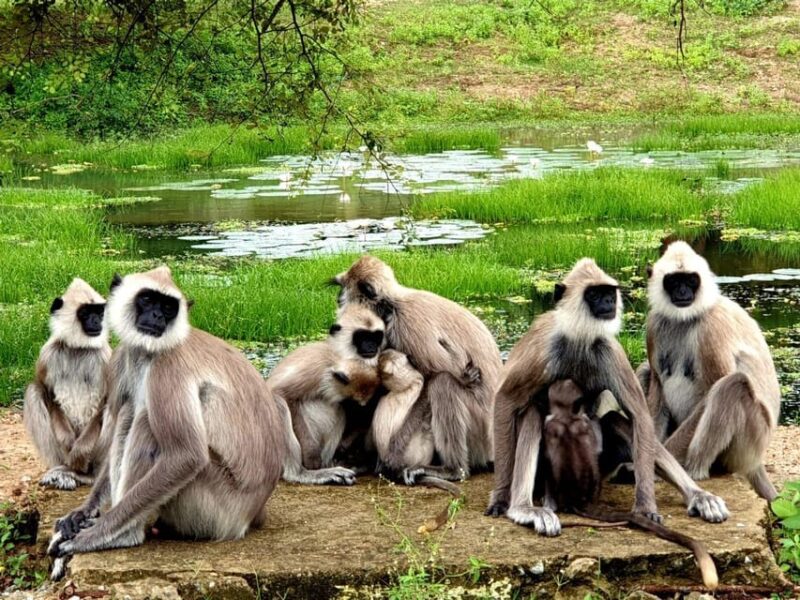 From Ella - Yala Safari - Drop-off : Galle/Mirissa/Hikkaduwa - Pickup and Drop-off Locations