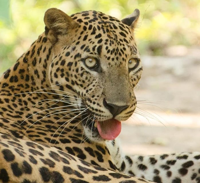 From Ella - Yala Safari - Drop-off : Galle/Mirissa/Hikkaduwa - Safari Transportation and Logistics