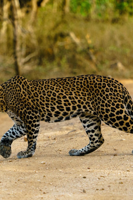 From Ella - Yala Safari - Drop-off : Galle/Mirissa/Hikkaduwa - Yala National Park Wildlife