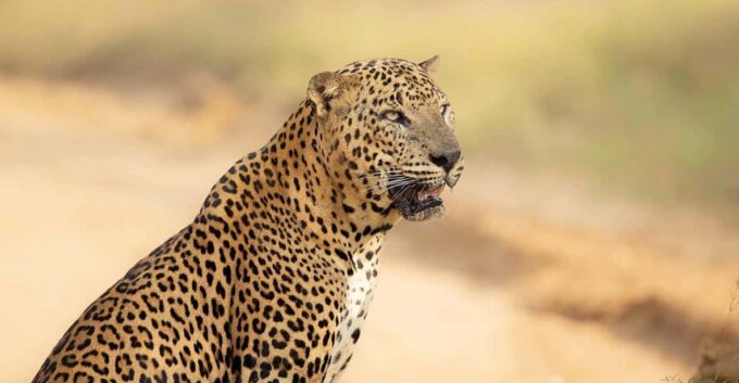 From Ella - Yala Safari - Drop-off : Galle/Mirissa/Hikkaduwa - Important Safari Considerations