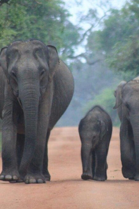 From: Ella - YALA Safari - To: Aluthgama (Special Offer) - Community Support and Sustainability