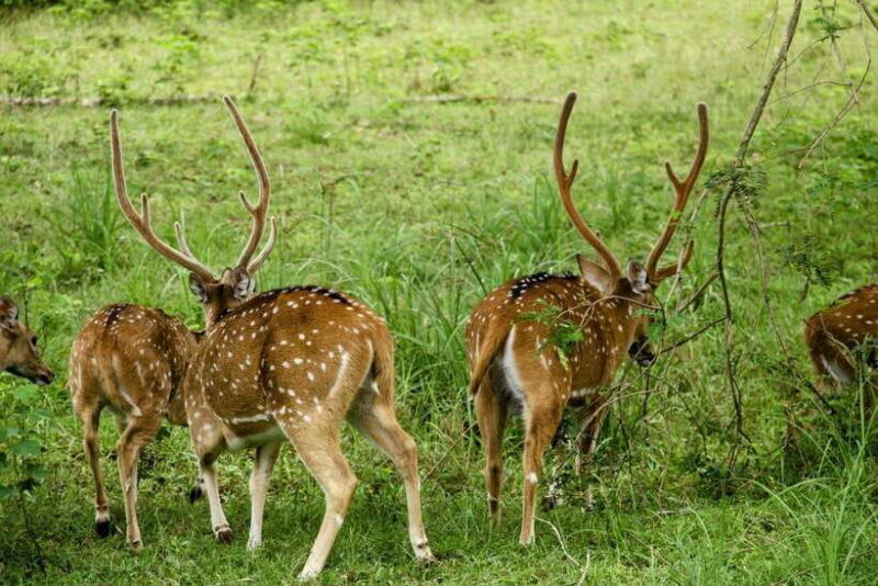 From Ella: Yala Safari Tour with Drop at Tangalle/Hiriketiya - Key Points