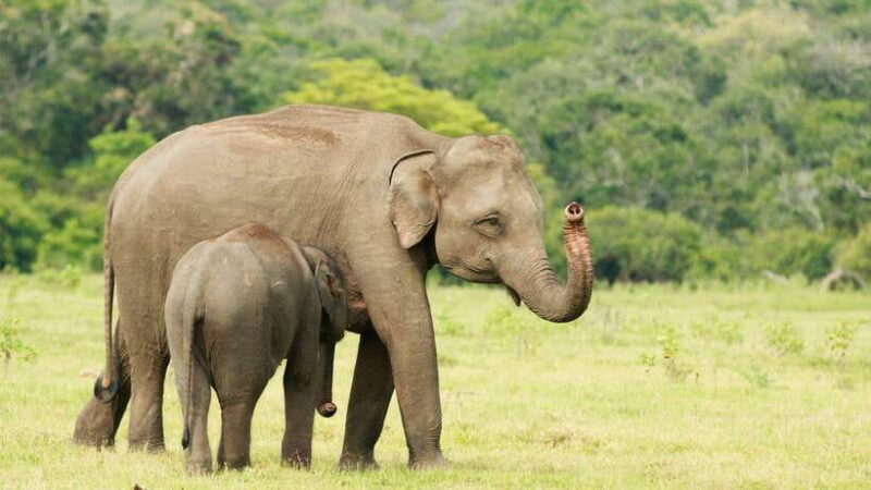 From Ella: Yala Safari Tour with Drop at Tangalle/Hiriketiya - Final Thoughts: Is This Tour Worth It?