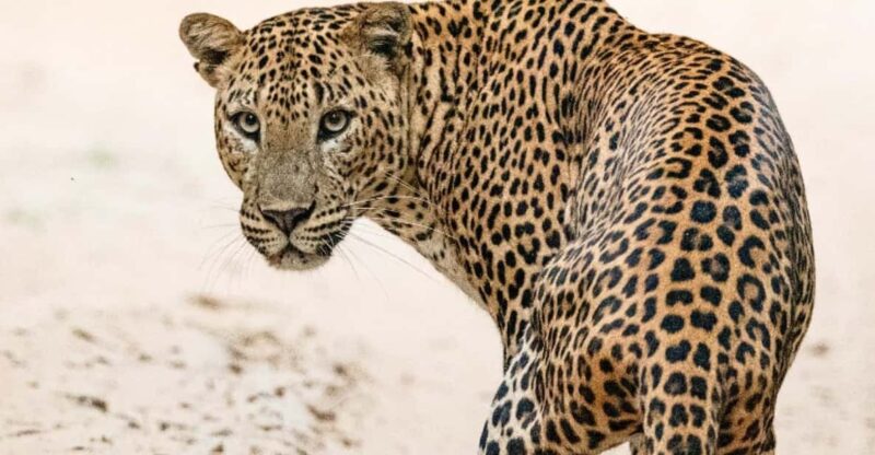 From Ella: Yala Safari & Transfer to Mirissa/Unawatuna/Galle - Transportation and Logistics