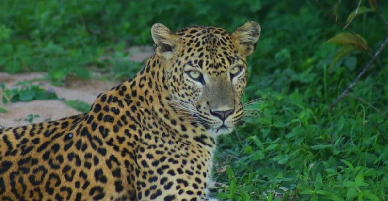 From Ella:Ravana Falls / Diyaluma Falls / Yala National Park - Safari Experience