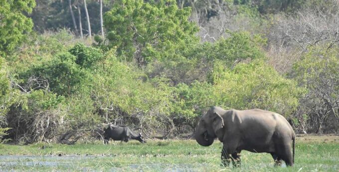 From Ella:Ravana Falls / Diyaluma Falls / Yala National Park - Wildlife Sightings