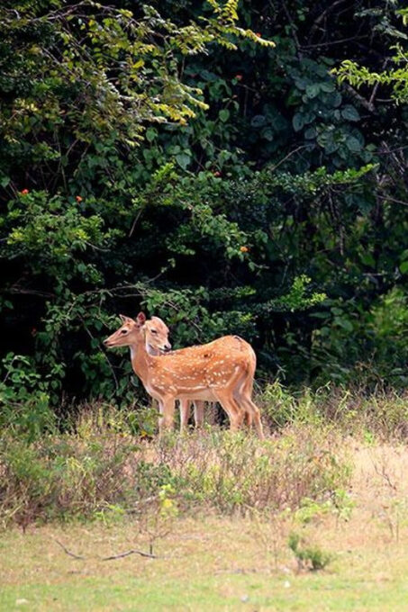 From Ella:Ravana Falls / Diyaluma Falls / Yala National Park - Frequently Asked Questions