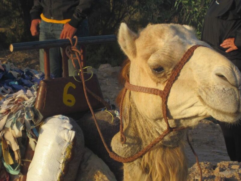 From Essaouira: Camel Tour With Overnight Stay in a Tent - Scenic Highlights Along the Route