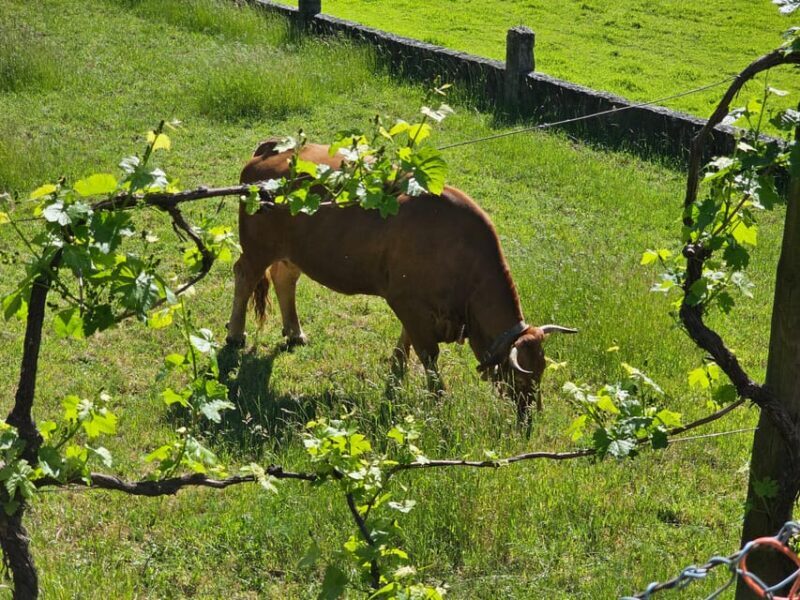 From Fafe: Full-day Tour in Gerês National Park - From Fafe: Full-day Tour in Gerês National Park
