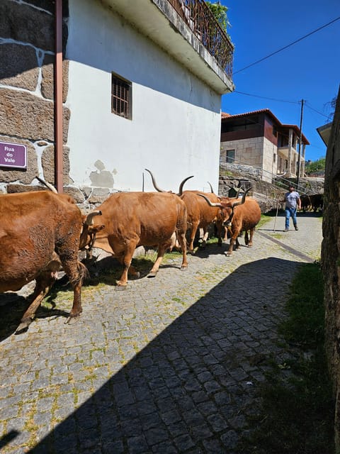 From Fafe: Full-day Tour in Gerês National Park - Sampling Local Flavors
