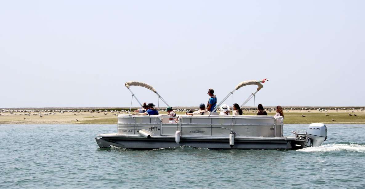 From Faro: 2-Hour Guided Bird Watching Boat Trip - Discover Ria Formosa