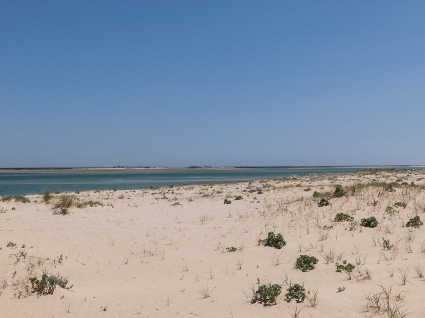 From Faro: 2-Hour Guided Bird Watching Boat Trip - Explore Diverse Bird Species