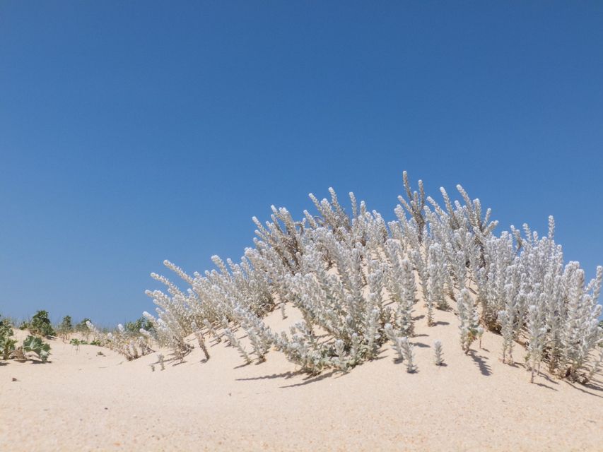 From Faro: 2-Hour Guided Bird Watching Boat Trip - Seasonal Recommendations