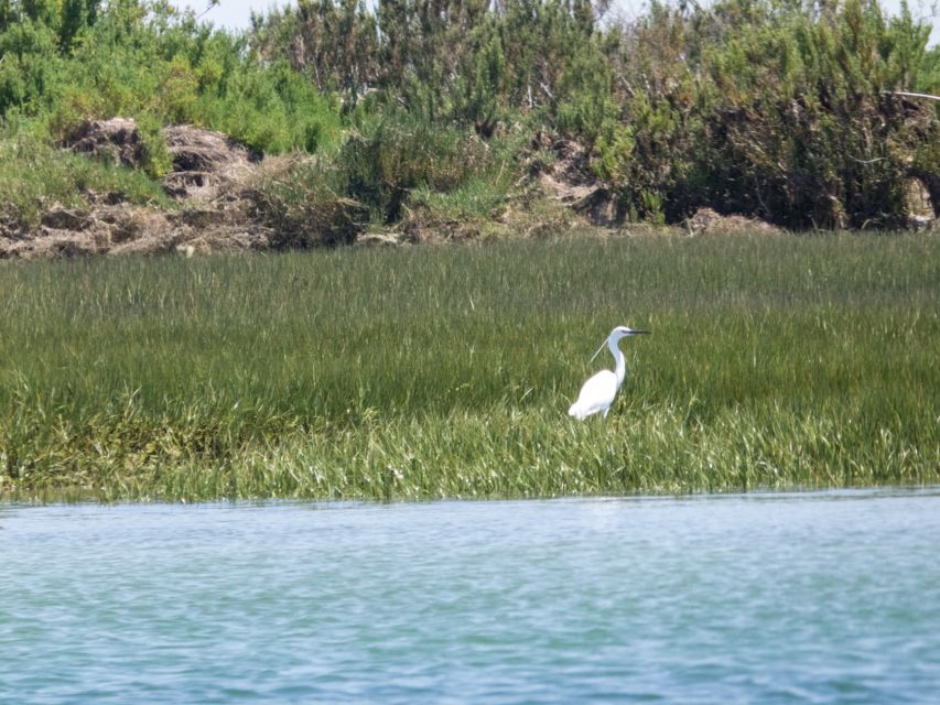 From Faro: 2-Hour Guided Bird Watching Boat Trip - Frequently Asked Questions