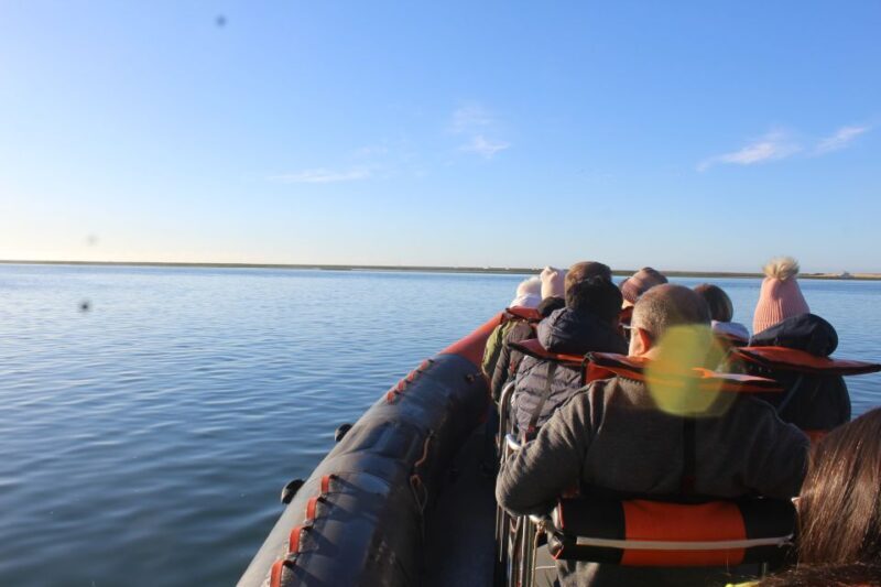 From Faro: Dolphin-Watching & Wildlife - An In-Depth Look at the Experience