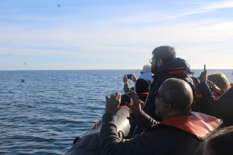 From Faro: Dolphin-Watching & Wildlife - The Sum Up